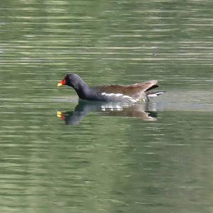 Common Moorhen