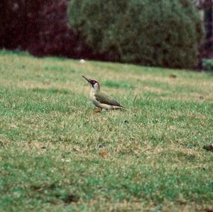 Eurasian Green Woodpecker