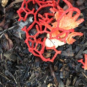 Red Cage Fungus