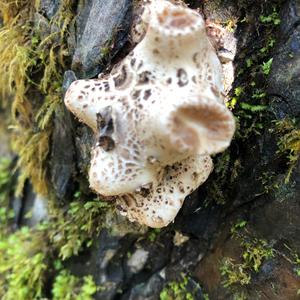 Dryad`s Saddle