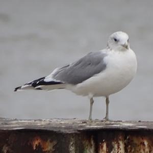 Black-headed Gull