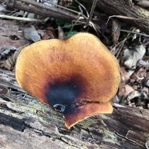 Black-footed Polypore