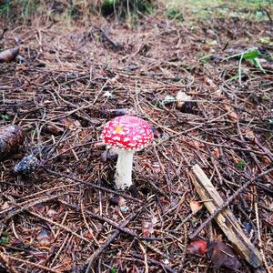 Fly Agaric