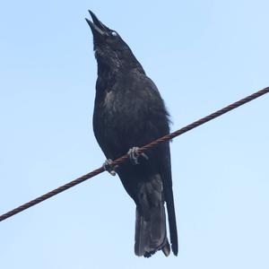 Carrion Crow