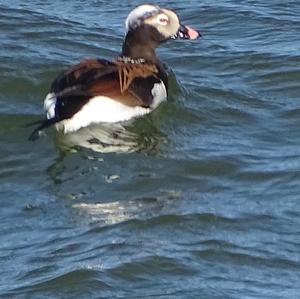 Long-tailed Duck