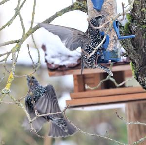 Common Starling