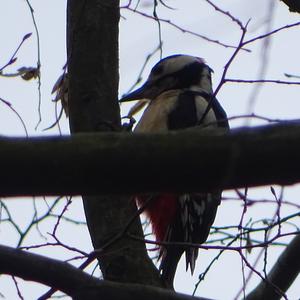 Great Spotted Woodpecker