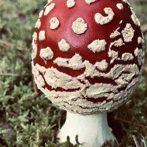 Fly Agaric