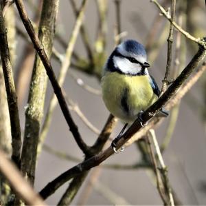 Blue Tit