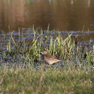 Water Pipit