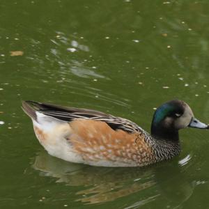 Chiloe Wigeon