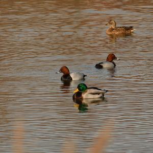 Common Pochard