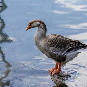 Greylag Goose