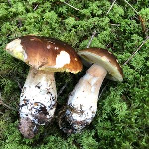 King Bolete