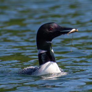 Common Loon