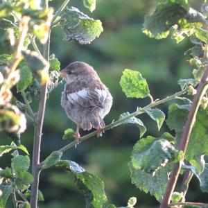 House Sparrow