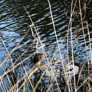 Green Heron