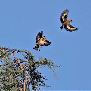 European Goldfinch