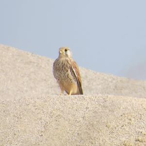 Common Kestrel