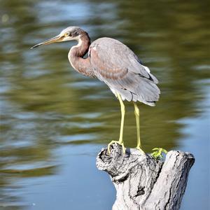 Tricoloured Heron