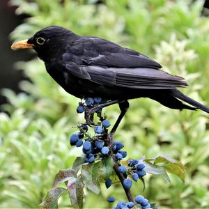 Eurasian Blackbird