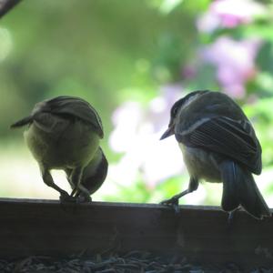 Great Tit