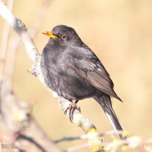 Eurasian Blackbird