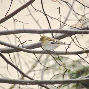 Eurasian Chaffinch