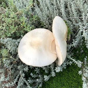 Spring Agaric