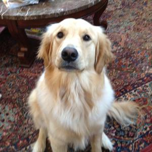 Retriever (Golden)