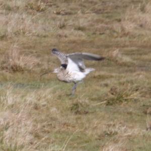 Eurasian Curlew