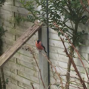 Eurasian Bullfinch