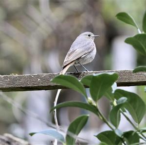 Black Redstart