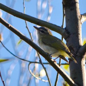 Zitronenflankenvireo