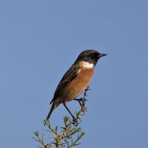 Europäisches Schwarzkehlchen