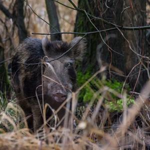 Wildschwein