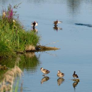 Red-crested Pochard