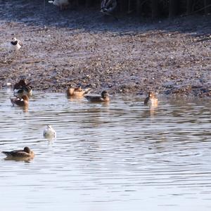 Eurasian Wigeon