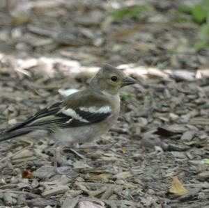 Eurasian Chaffinch