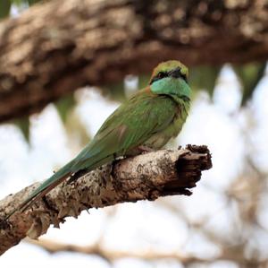 Little Green Bee-eater