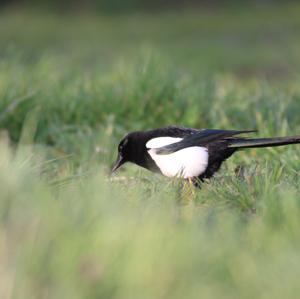 Black-billed Magpie