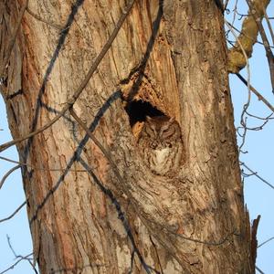 Eastern Screech-owl