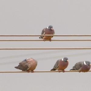 Common Wood-pigeon