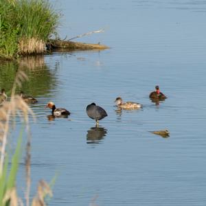 Red-crested Pochard