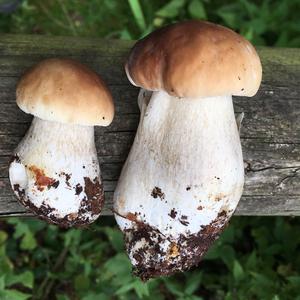 Summer Bolete