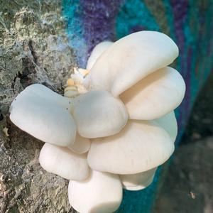 Oyster Mushroom