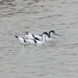 Pied Avocet