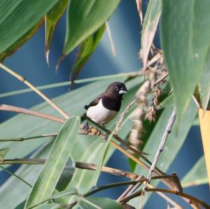 White-rumped Munia