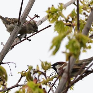 House Sparrow