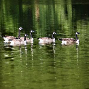 Canada Goose